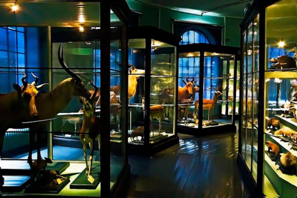 Spacious Historical Art Oasis In The Center Апартаменты